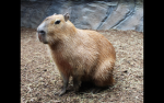 Capybara ABC group