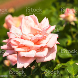 🌸