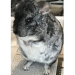 Chin of the chinchillas