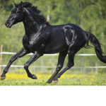 Star Gaze Stables