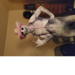 PreppyClawzFam