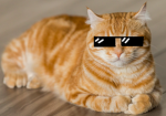 cats are the besto