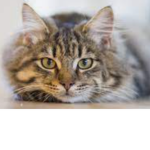 DustClan (Cat fans)