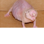 The mole rat pit
