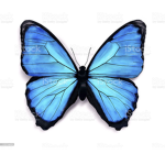 Butterfly’s obby squad