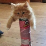 funny cats hangout
