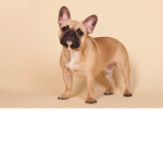 The dog group for dog owners/ wanters.