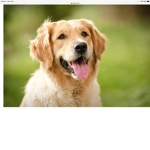 GR_DOGS:)