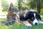 Doggie support