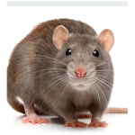 Rat fans can join