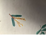 Ava’s niko’s