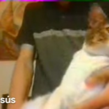 Calico Woken