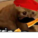 France cat
