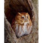 Owl Squad! ;D