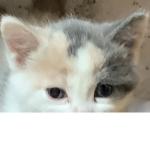 Cats_9000