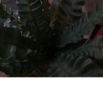 Teob