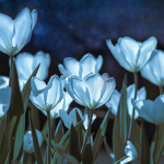 Moonlit Rosacea