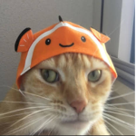 fish are fren, not food