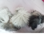I love doggggg