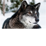 The wolf assasins