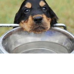 The dogwater group