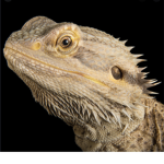 Bearded dragon supporters!