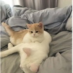 catłover