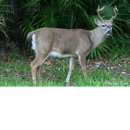 deer empire incremental