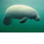Manatee United