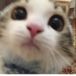 : pookie