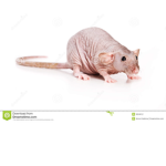 Rat Fan Club!