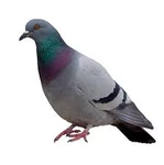 The Pezouni Group Thumbnail