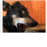 Join for the sake of my dog