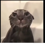 WET MAD CAT GROUP