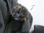 silly cats!!