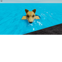 doge race