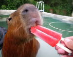 The capybaras Boyz