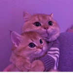 esquisitos