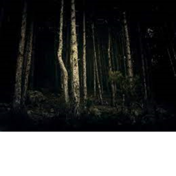 Walk in a forest at night