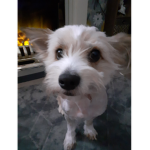 You can join with eny tipe of dog