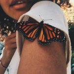 The butterflies :)