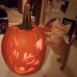 .pumpkinspice. Group Thumbnail