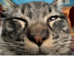 Gangster cats :3