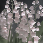 PearlGloom