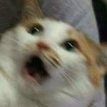öøf