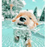 ・Hawaiian puppies ・