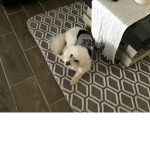 Dogs are the best and they will always be