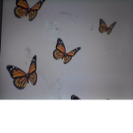 butterflys sqaud