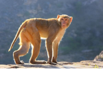 Monkeys are your life fanclub