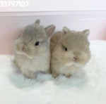 chubbibunnies